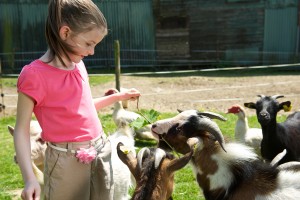 Bienvenue a la ferme du Moulin du Bois, decouverte des animaux, l'enclos des chevres